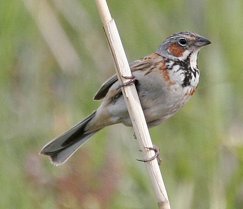 Chestnut-eared Bunting