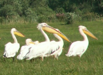 Great White pelican