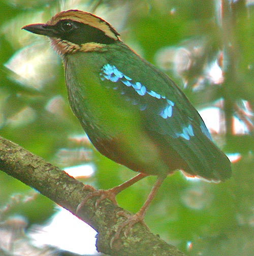 Green-breasted Pitta