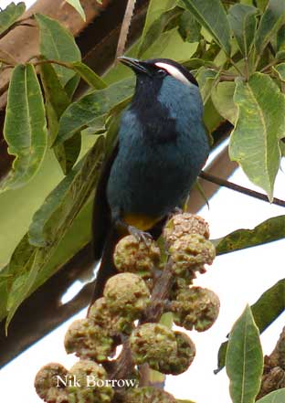 Crested Berrypecker