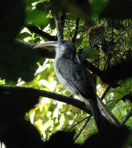 Sri Lanka Grey-hornbill