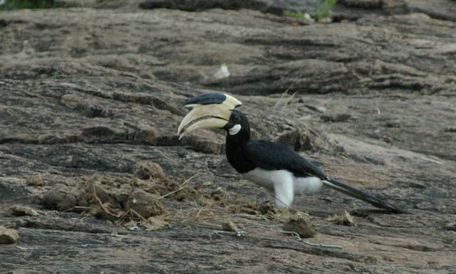 Malabar Pied-Hornbill
