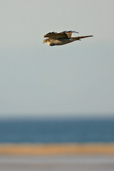 (Eurasian) Sparrowhawk