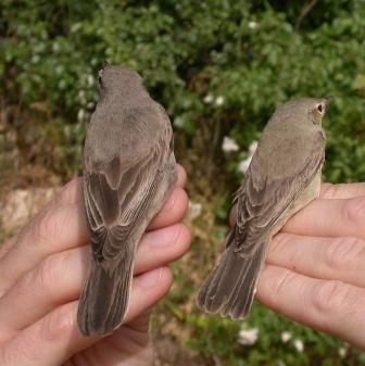upcher's and eastern olivaceous warblers