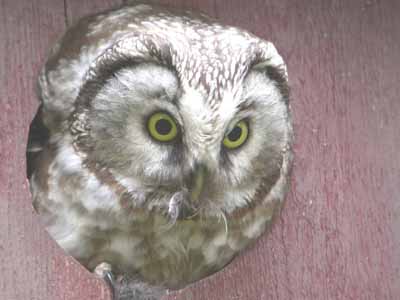 tengalm's owl