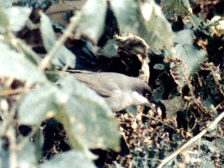 Orphean Warbler