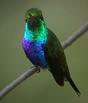 Violet-bellied Hummingbird  