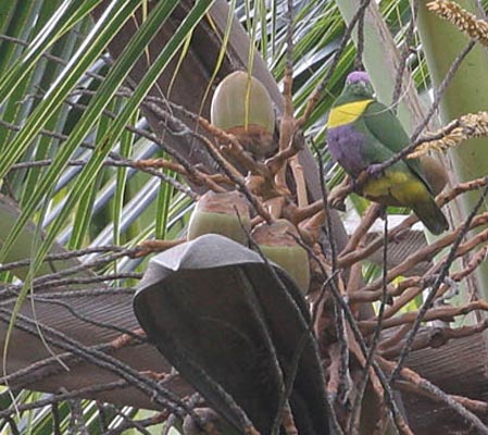 Yellow-bibbed Fruit-dove