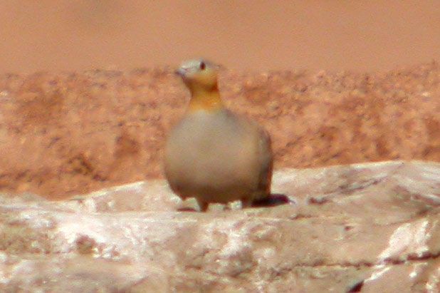 spotted sandgrouse