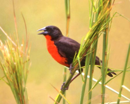 Red-breasted Blackbird (male)