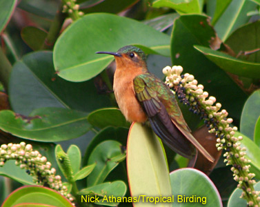    Rufous-breasted Sabrewing  