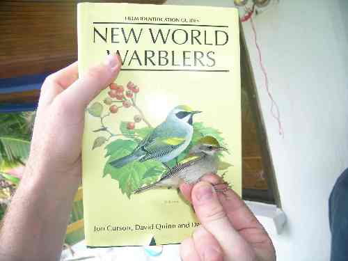 Golden-winged Warbler(s)