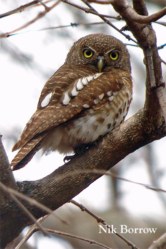 African Barred Owlet 