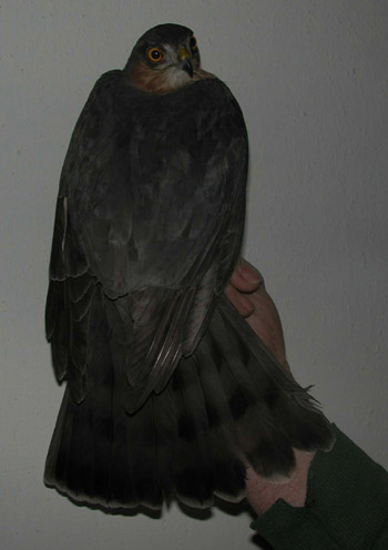 Eurasian Sparrowhawk (5 male)