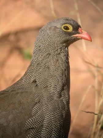 Red-billed Francolin