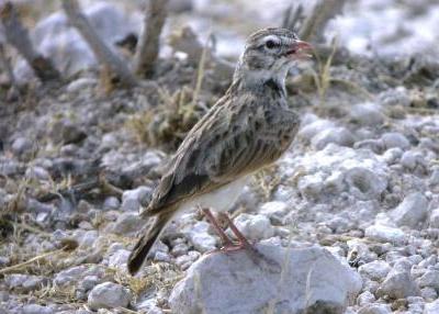 Pink-billed Lark