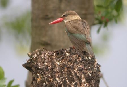 Brown-hooded Kingfisher