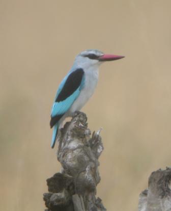 Woodland Kingfisher