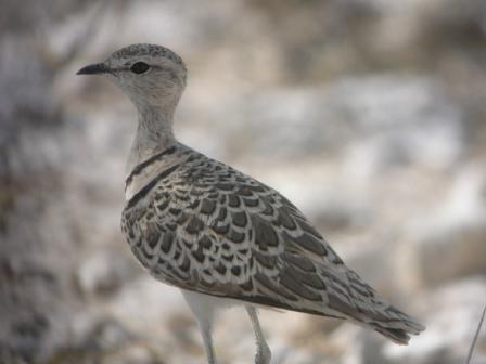 Double-banded Courser