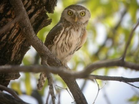 Pearl-spotted Owlet