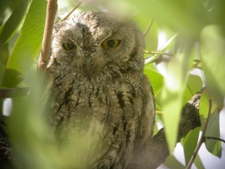 African Scops Owl