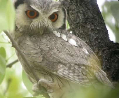 Southern White-faced Owl