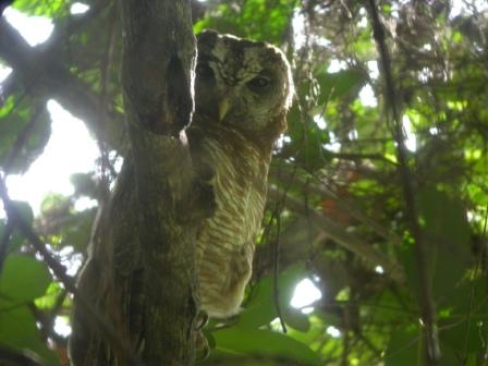 African Wood Owl