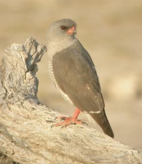 Gabar Goshawk