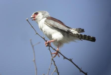 African Pygmy Falcon