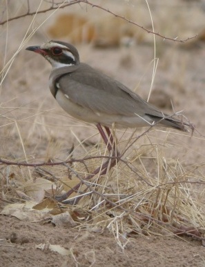 Violet-tipped Courser
