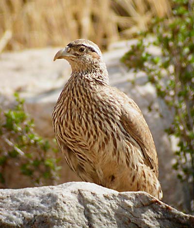 Hartlaub's Francolin