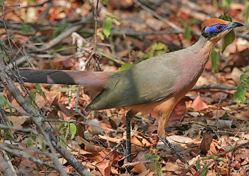 Red-capped Coua