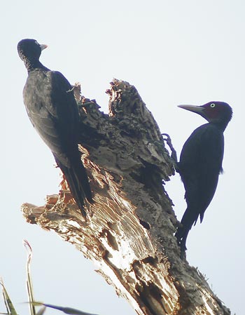 Sooty Woodpecker