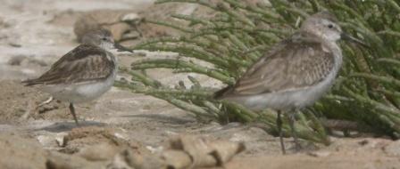 Little Stint/ Western Sandpiper?