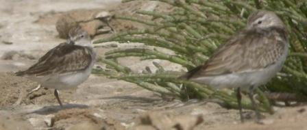 Little Stint/ Western Sandpiper?