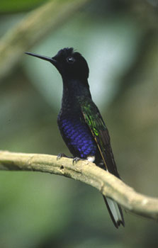 Velvet-purple Coronet