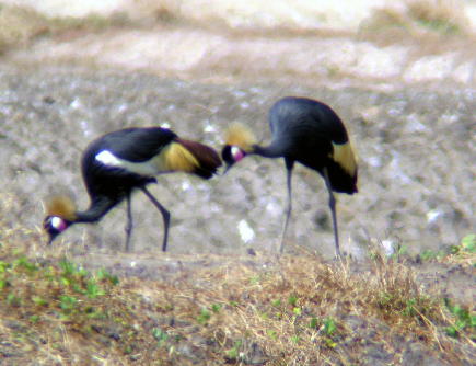 Black crowned Crane
