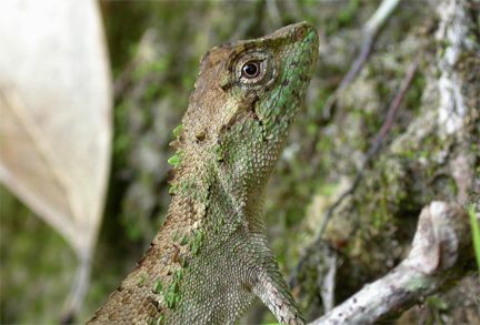 Okinawa Tree Lizard (Japalura polygonata)