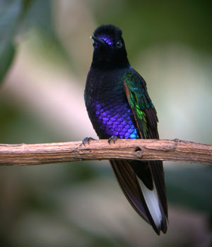 Velvet-purple Coronet