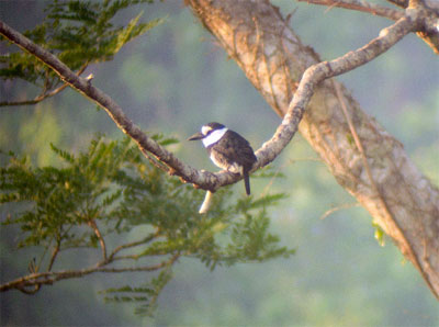White-necked Puffbird Notharchus macrorhynchus