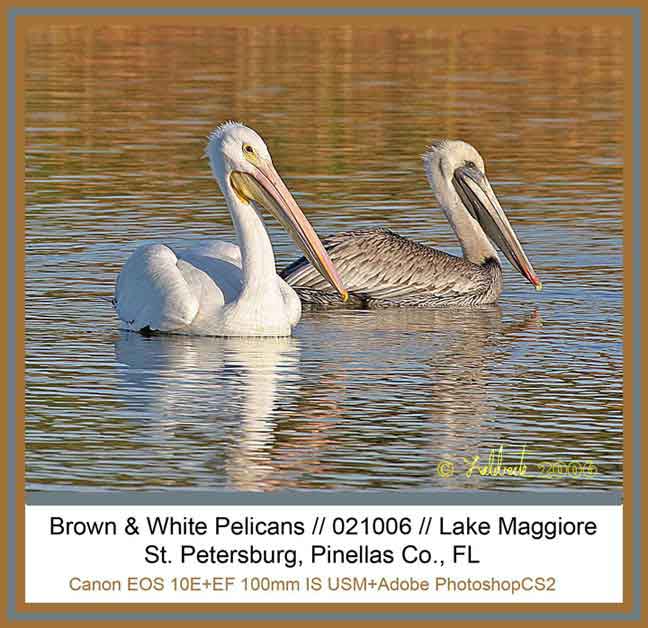 White & Brown Pelicans