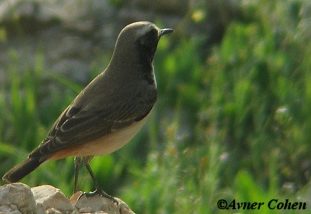 Persian (Red-tailed) Wheatear 