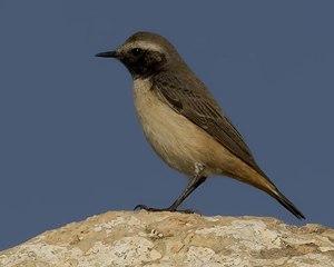 Persian (Red-tailed) Wheatear