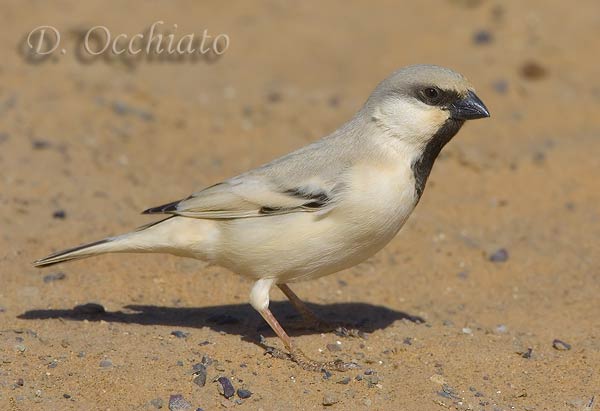Desert Sparrow