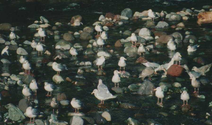 Gulls during herring spawn