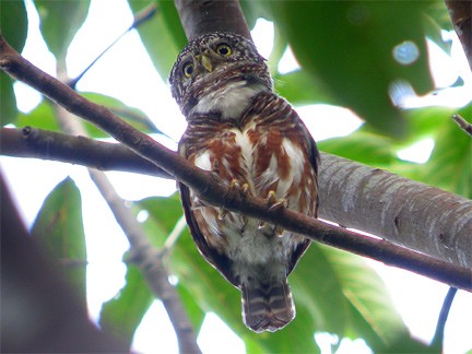collared owlet
