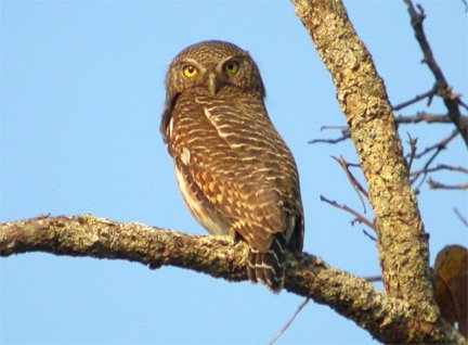 asian barred owlet