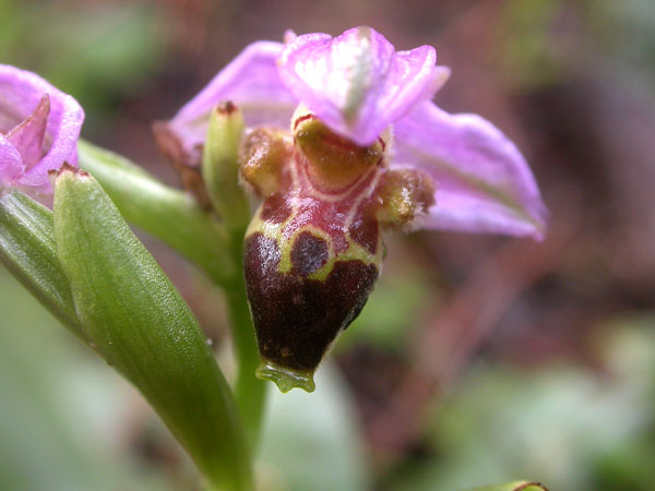 Ophrys lapethica, 
