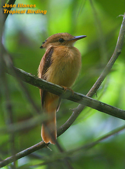 Pacific Royal Flycatcher