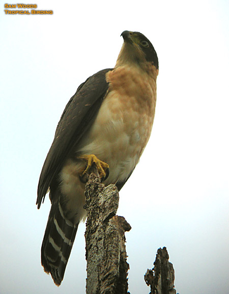 Bicolored Hawk (presumed juvenile male) 